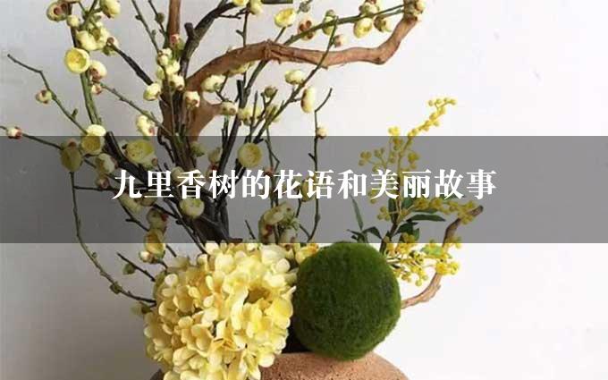 九里香树的花语和美丽故事