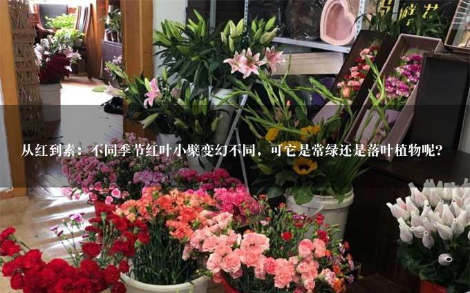 从红到素：不同季节红叶小檗变幻不同，可它是常绿还是落叶植物呢？