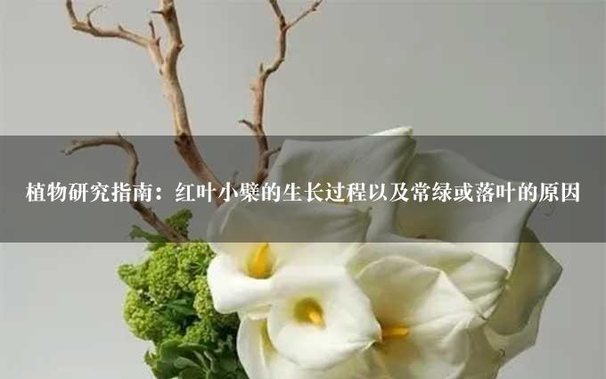 植物研究指南：红叶小檗的生长过程以及常绿或落叶的原因