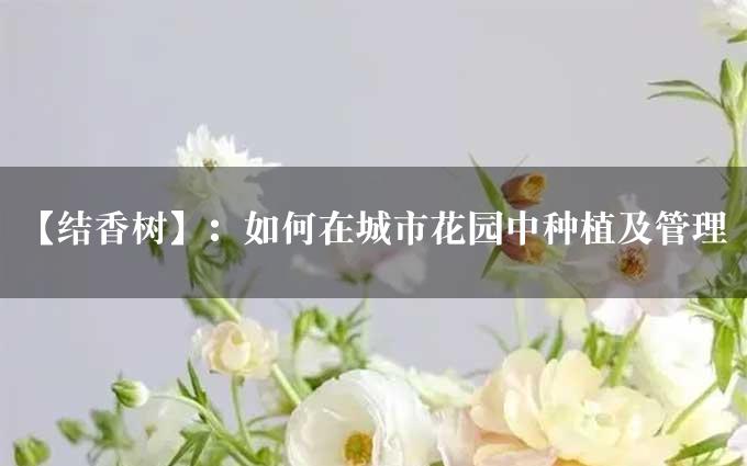 【结香树】：如何在城市花园中种植及管理