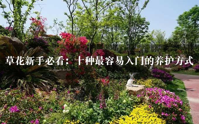 草花新手必看：十种最容易入门的养护方式