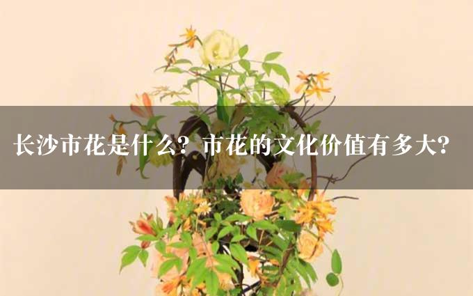 长沙市花是什么？市花的文化价值有多大？