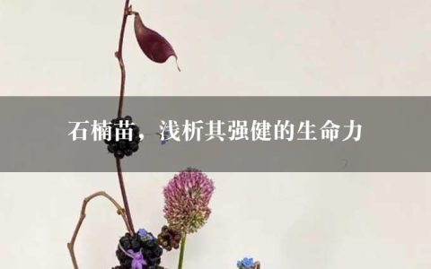 石楠苗，浅析其强健的生命力