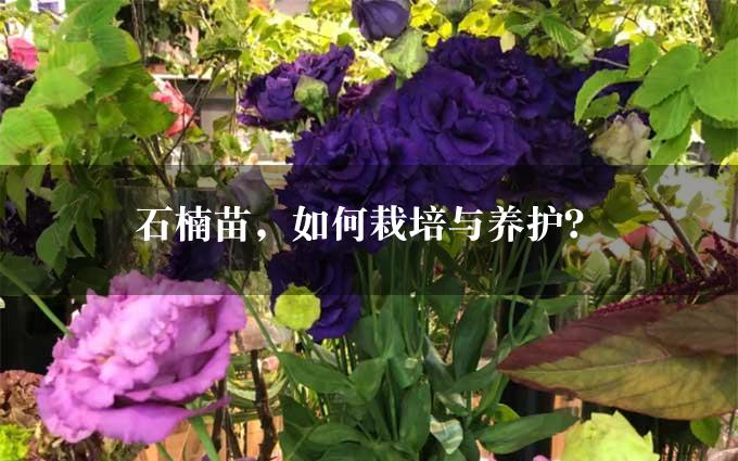 石楠苗，如何栽培与养护？