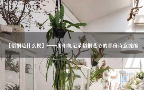 【梧桐是什么梗】——用相机记录梧桐芝心的那份诗意缠绵