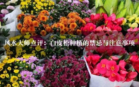 风水大师点评：白皮松种植的禁忌与注意事项