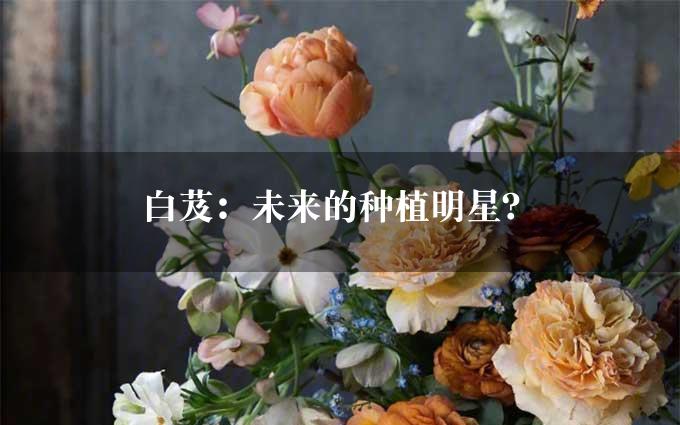 白芨：未来的种植明星？