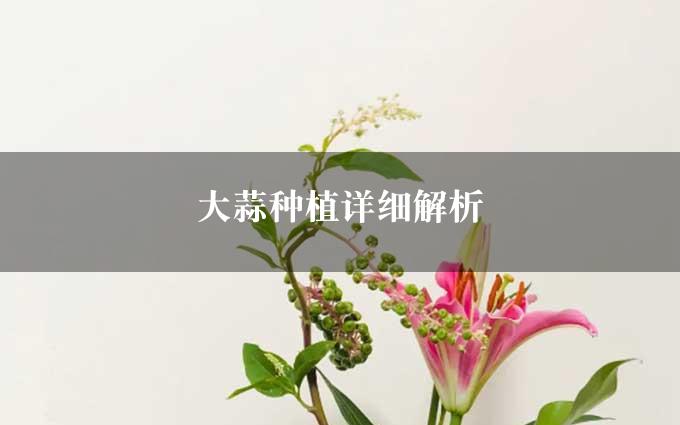 大蒜种植详细解析