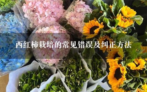 西红柿栽培的常见错误及纠正方法