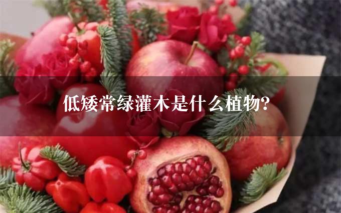 低矮常绿灌木是什么植物？