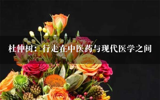 杜仲树：行走在中医药与现代医学之间