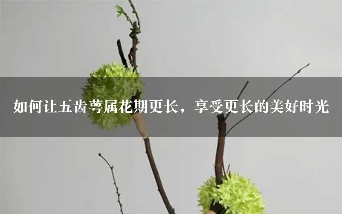 如何让五齿萼属花期更长，享受更长的美好时光