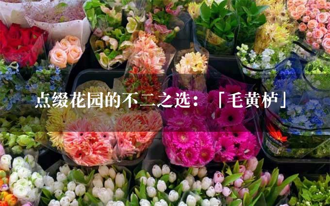 点缀花园的不二之选：「毛黄栌」