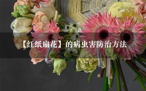 【红纸扇花】的病虫害防治方法