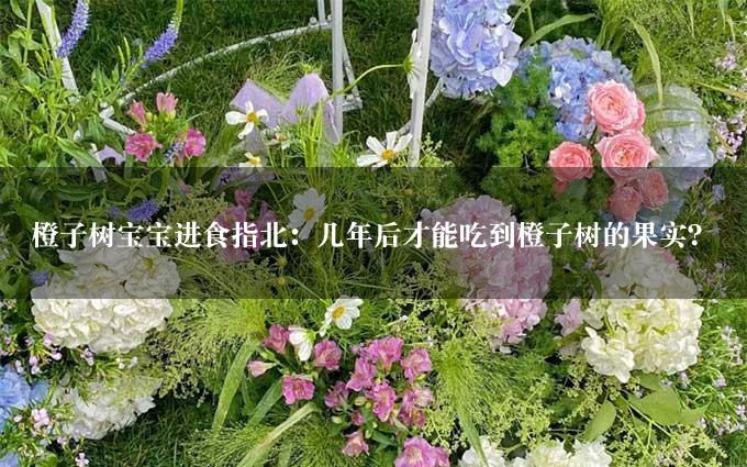 橙子树宝宝进食指北：几年后才能吃到橙子树的果实？