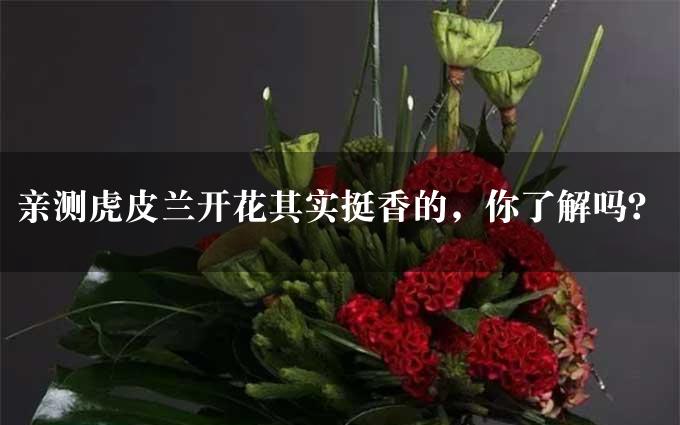 亲测虎皮兰开花其实挺香的，你了解吗？