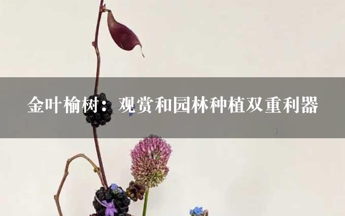 金叶榆树：观赏和园林种植双重利器