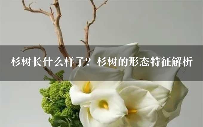 杉树长什么样子？杉树的形态特征解析