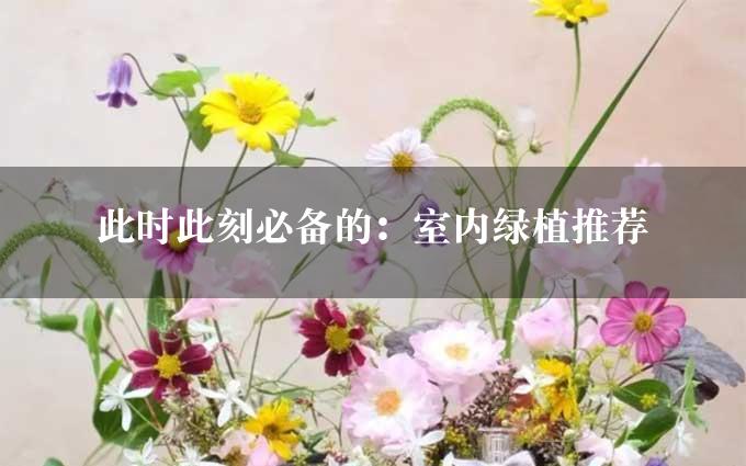 此时此刻必备的：室内绿植推荐