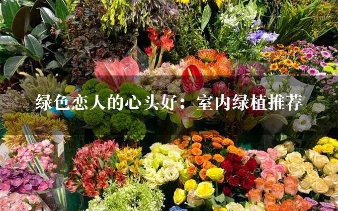 绿色恋人的心头好：室内绿植推荐