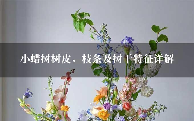 小蜡树树皮、枝条及树干特征详解