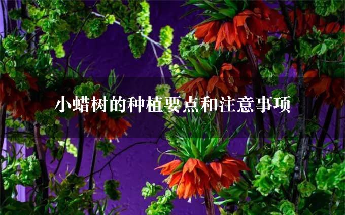 小蜡树的种植要点和注意事项