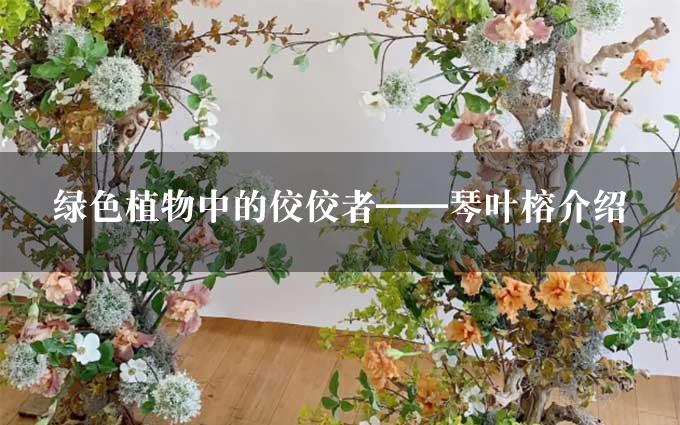 绿色植物中的佼佼者——琴叶榕介绍