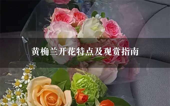 黄桷兰开花特点及观赏指南