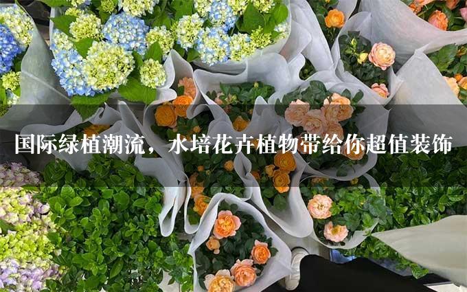 国际绿植潮流，水培花卉植物带给你超值装饰