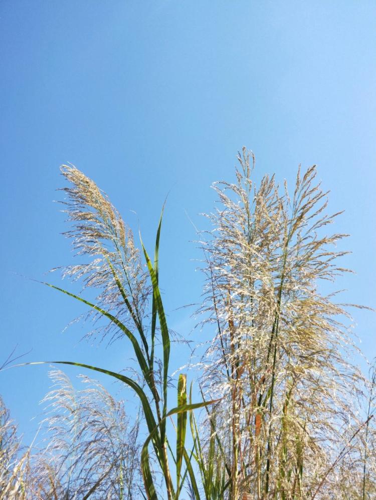 箬叶与芦苇叶：包粽子的艺术风格