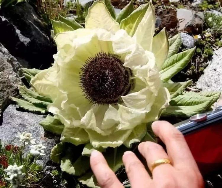 雪莲果的好处与坏处：简单分析一下，让你更好地判断。