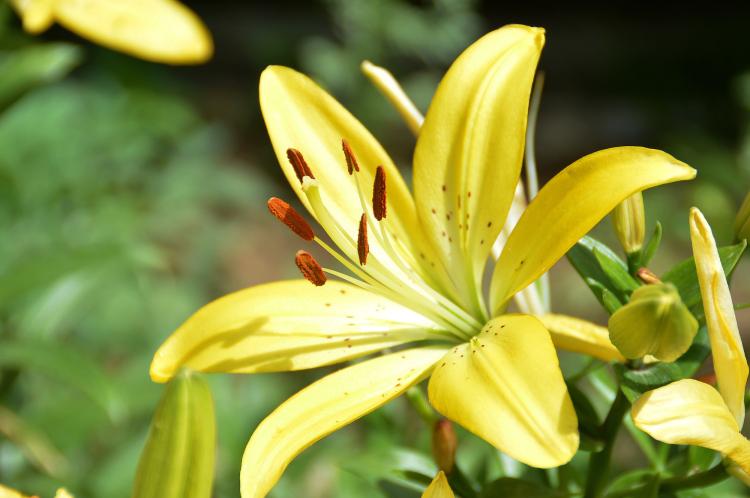 【分析】百合花的品质比喻：什么样的人值得拥有