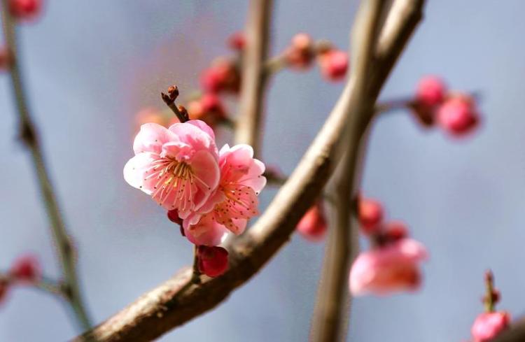 上海市树，缤纷画卷里的梅花