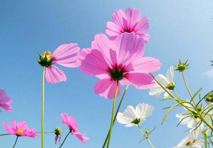 【阳光，土地和水】波斯菊在家里重要的种植条件