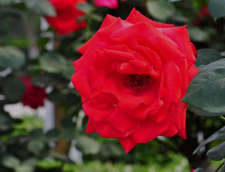 了解北京市花月季花的各种病虫害防治方法，助力你的花园免于病虫害