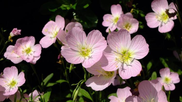 【美丽月见草花期】的花期时间，你知道吗？