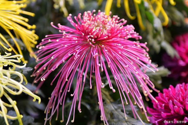 中日两国常见花卉对比：菊花是否真的是日本的国花？