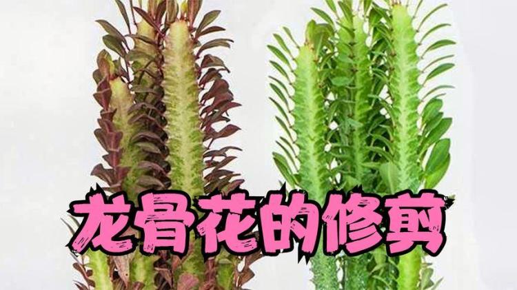 办公室神器【龙骨花】：让财运不断，利用起来！