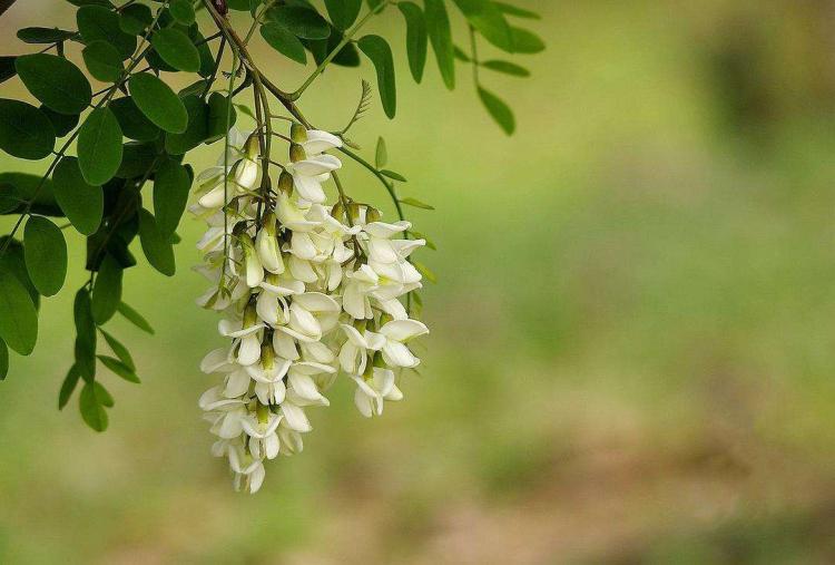 甜美滋味，豆腐花上司——红洋槐花是个大峰儿！