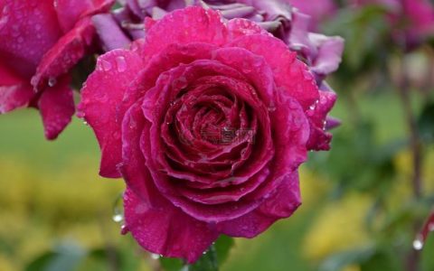 11朵玫瑰花的花语大全，带你领略不同花色的花语魅力