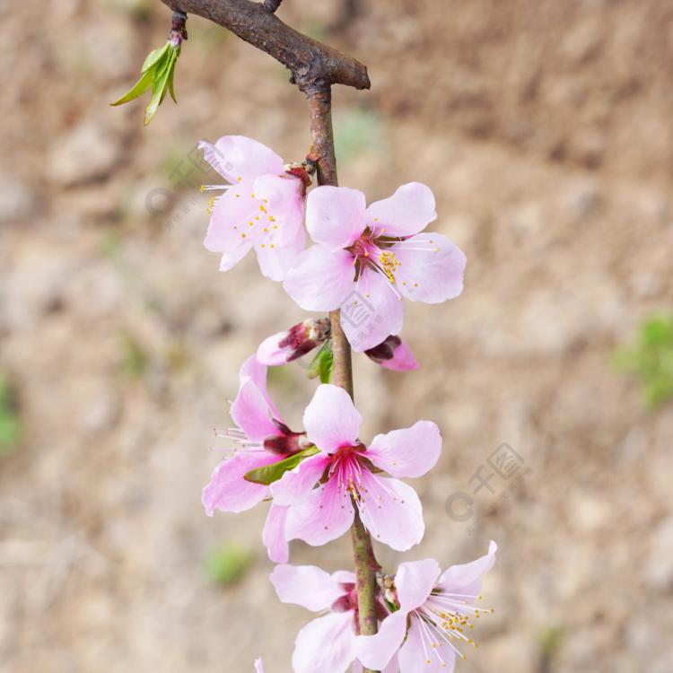 美轮美奂夏季花卉盛宴，夹竹桃花期不容错过