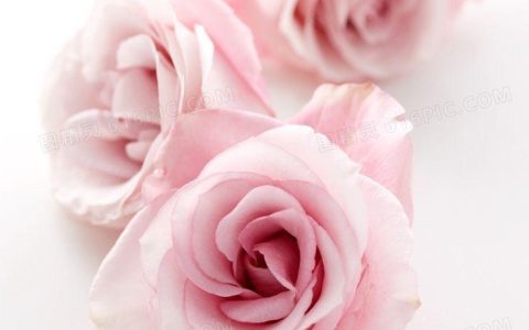 粉色玫瑰代表女性的优雅和柔美