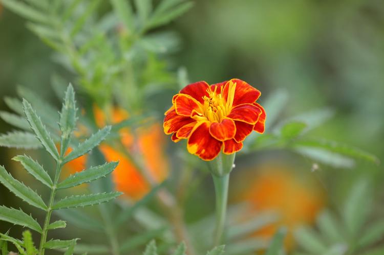 一亩万寿菊种植：哪些环节关系到收益？