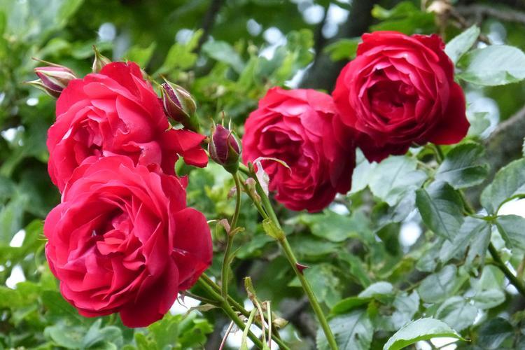 【花材介绍】常见的朵玫瑰花品种有哪些