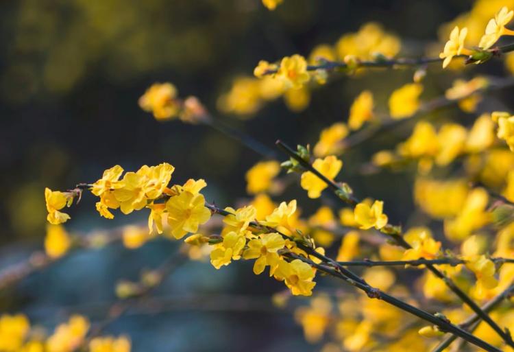 迎春花开花几天？如何合理安排拍照时间？