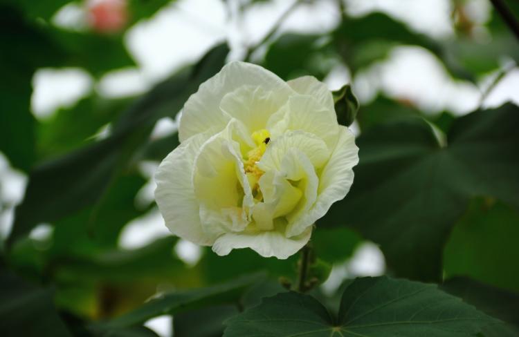 芙蓉花养殖，让你轻松拥有五彩缤纷的小花园