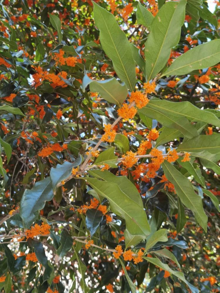 从种子到成树：桂花树种植全程详解