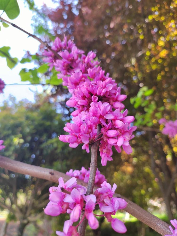 你真的能分辨出紫金花和紫荆花吗？