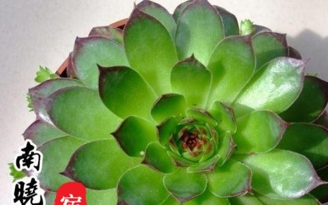 观音莲多肉植物怎么养护？跟着这些方法一步一步来！