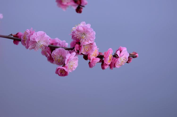 梅花三弄·唐明皇看梅诗——古代帝王与梅花文化